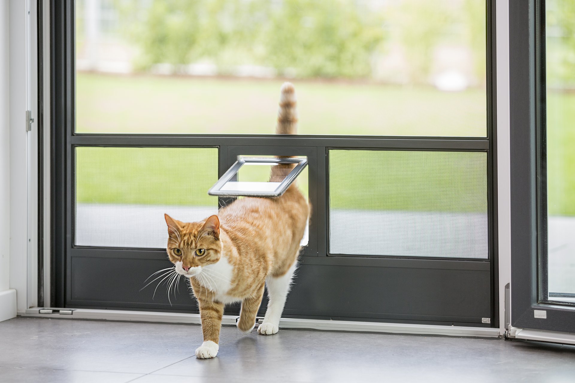 Katze betritt das Haus durch eine Katzenklappe in einer Insektenschutzdrehtür.
